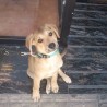 belenadopciones